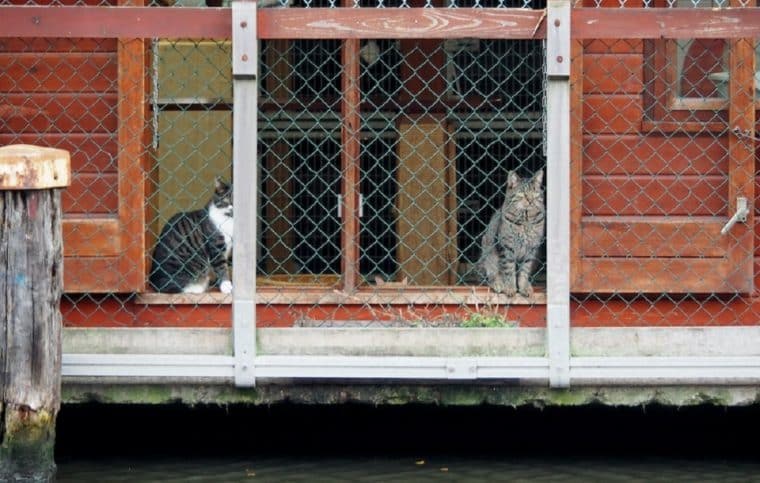 El Barco de los Gatos navega las aguas de Ámsterdam rescatando animales sin hogar