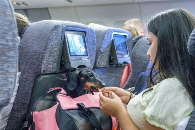 ¿En qué consisten las normativas para el transporte aéreo de animales de servicio en Venezuela?