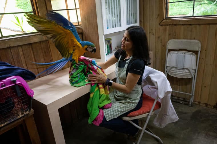 Una cabaña escondidada es el refugio de la fauna silvestre en Caracas