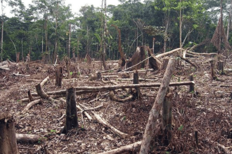 Cinco estados concentran el 55 % de la deforestación de Venezuela