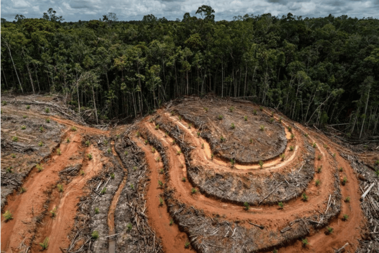 Cinco estados concentran el 55 % de la deforestación de Venezuela
