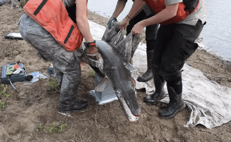 Catán, el pez considerado un fósil viviente que habita en las aguas del río Bravo