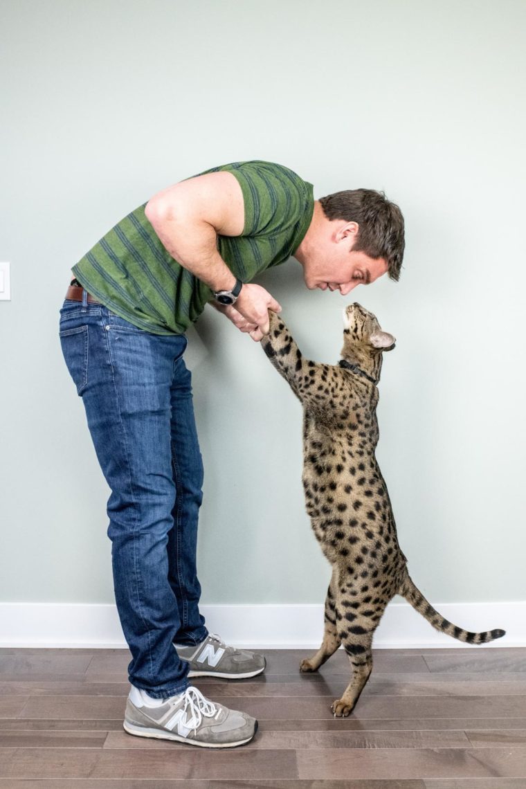 Fenrir: el gato más alto del mundo fue reconocido por el libro de récords Guinness