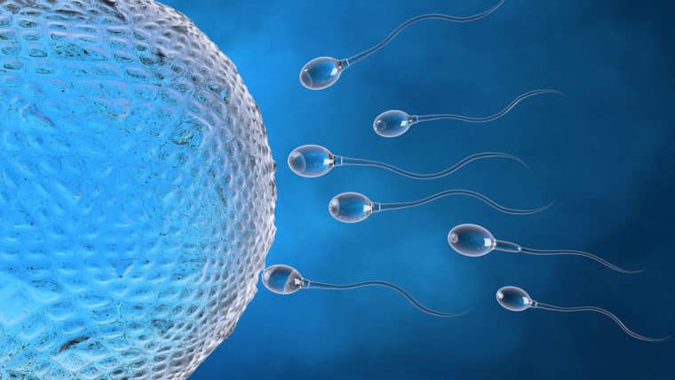 Por qué es un mito el que los espermatozoides nadan frenéticamente hacia el óvulo durante el proceso de fecundación