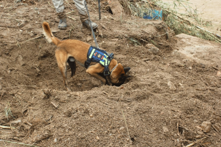 ¿Qué es la unidad canina K-SAR, los responsables de haber rescatado a cinco personas en Las Tejerías?