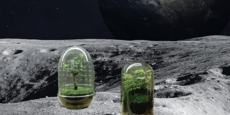 Una empresa espacial australiana planea incursionar en la horticultura en la Luna 