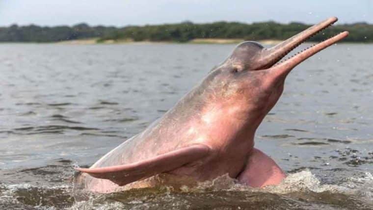 Delfín rosado del Amazonas en peligro: 65 % de su población ha desaparecido