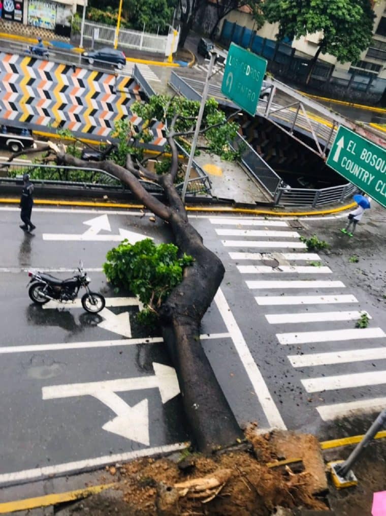 Árboles caídos: la consecuencia del paso de la onda tropical 41 en Caracas