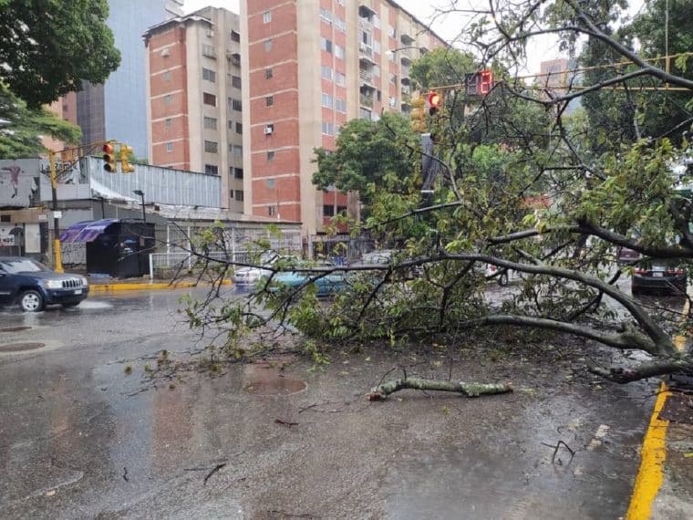 Árboles caídos: la consecuencia del paso de la onda tropical 41 en Caracas