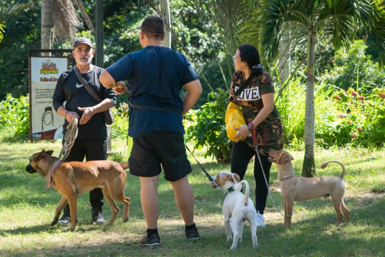 Yo adopto jornada de adopción de perros y gatos en Caracas Refugio El Valle parque mascotas Vizcaya El Diario Jose Daniel Ramos