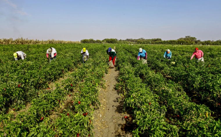 ONG contabiliza 200 ocupaciones ilegales en tierras agrarias en Venezuela