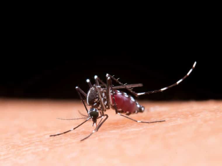 Una niña murió y otros 13 están hospitalizados por casos de dengue en Zulia