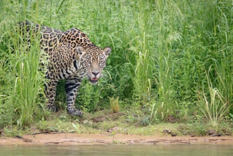 Proyecto Sebraba, una iniciativa para la conservación y protección del jaguar en Venezuela