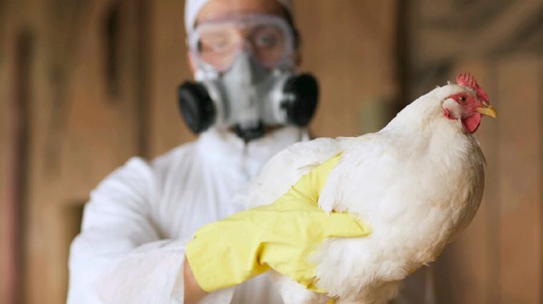 Régimen declaró estado de alerta sanitaria en cinco entidades por la presencia de gripe aviar