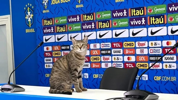 ¿Qué se sabe del gato que lanzó el jefe de prensa de la selección de Brasil y que se hizo viral en redes sociales?