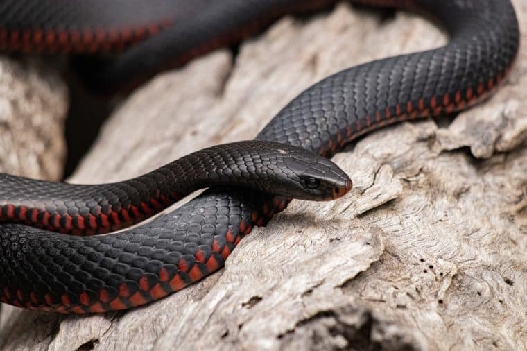 Advierten un aumento de mordeduras de serpiente en Venezuela