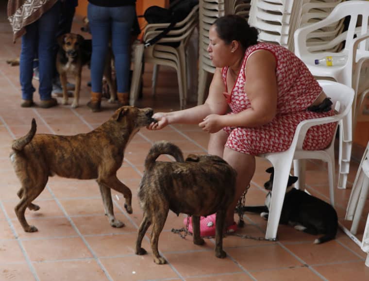 Cuatro perros salvaron a una mujer de morir en una avalancha en Colombia 