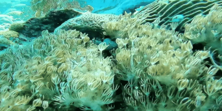 El coral Unomia Stolonífera en aguas venezolanas debe ser considerado como una catástrofe ambiental