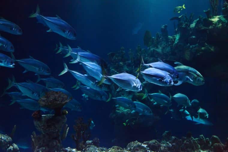 El tamaño de los peces se irá reduciendo por el aumento de la temperatura del mar