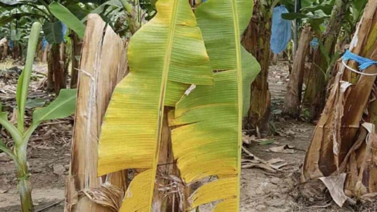 Buscan apoyo de organismos internacionales para contener al hongo que afecta los cultivos de plátano y cambur en Venezuela