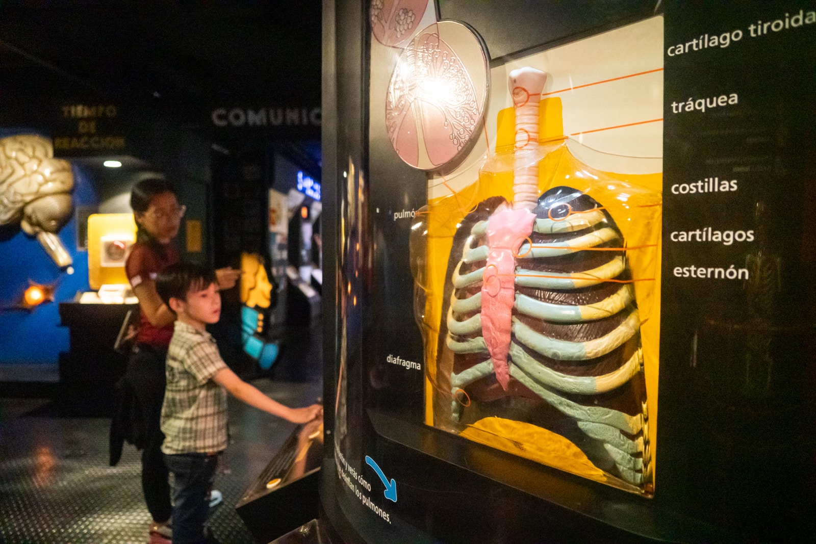 El Museo de los Niños renace como un mundo asombroso para la infancia ...