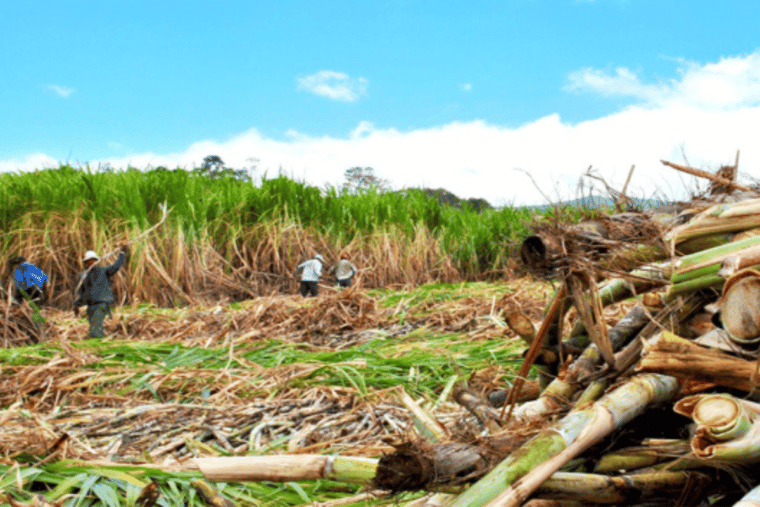Cañicultores temen pérdida de hasta 80.000 toneladas de azúcar debido al exceso de importaciones