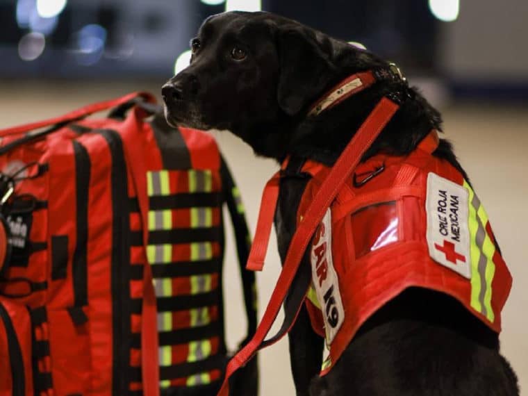 July, Orly, Balam y Rex, los perros de la unidad canina que México envió a Turquía para las operaciones de rescate 