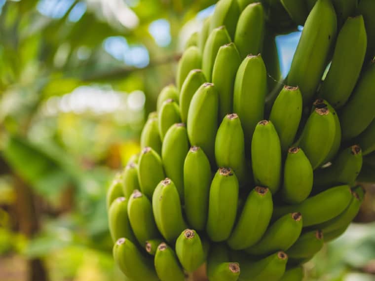Fusarium, el hongo que afecta al banano y se extendió a tres estados de Venezuela