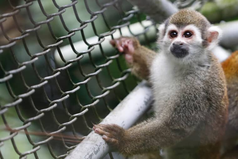 Más de 100 monos fueron liberados de la crueldad de un laboratorio en Colombia: ¿cuál es su estado actual?