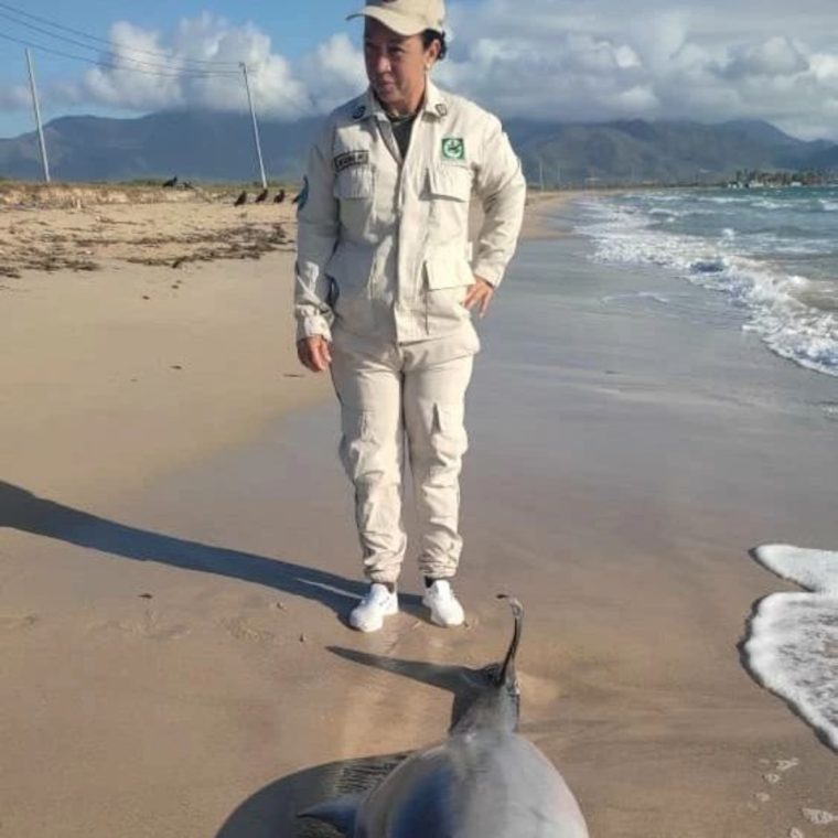 ¿Por qué aparecen delfines varados o muertos en las playas de Nueva Esparta?