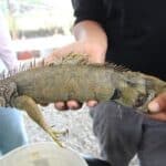 Ministerio Público imputó a un hombre por presunto tráfico ilegal de iguanas en Falcón