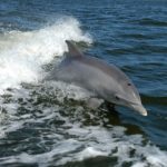 ¿Por qué aparecen delfines varados o muertos en las playas de Nueva Esparta?
