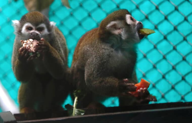 Más de 100 monos fueron liberados de la crueldad de un laboratorio en Colombia: ¿cuál es su estado actual?