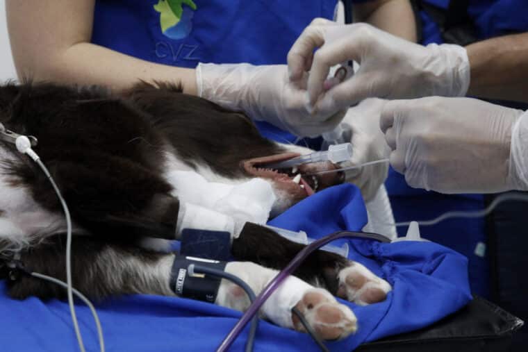 Moka, la perra que sometieron a la primera valvuloplastia pulmonar en Colombia