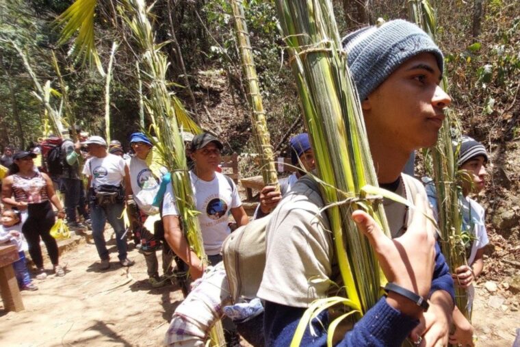 Los palmeros de Chacao cumplieron con la tradición de bajar la palma a Caracas