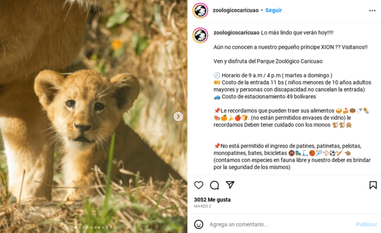 Cuatro tigres de bengala llegaron a Venezuela: qué otros animales han llegado al país