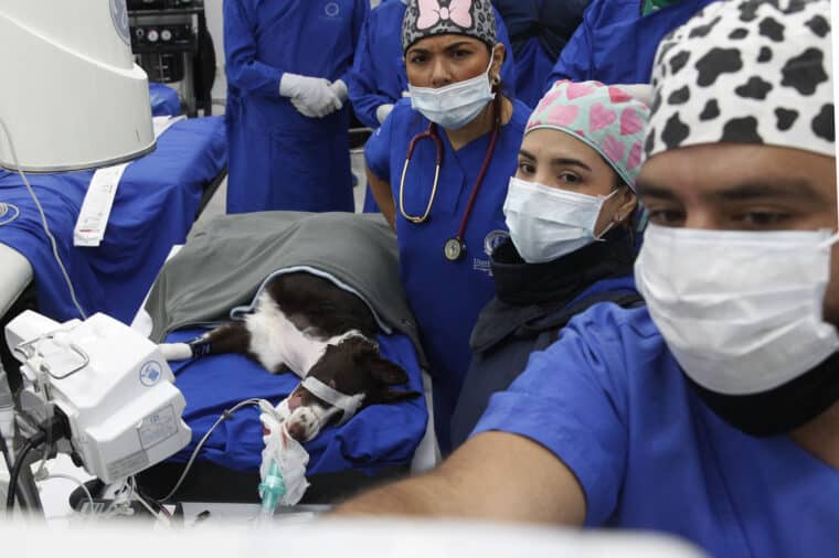 Moka, la perra que sometieron a la primera valvuloplastia pulmonar en Colombia