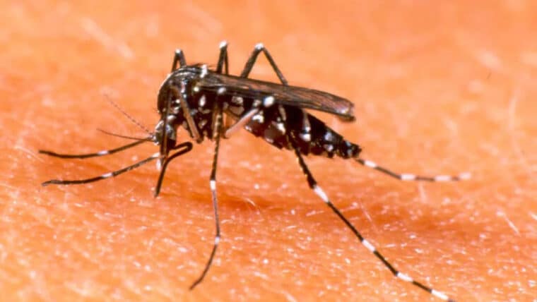Producirán 5 millardos de mosquitos modificados genéticamente para frenar el dengue en Brasil