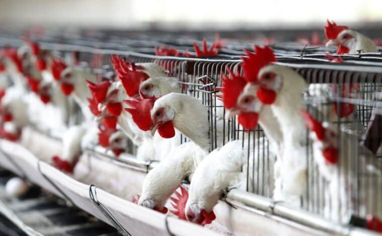 La OMS confirmó la primera muerte por gripe aviar H3N8 en China: los detalles ￼