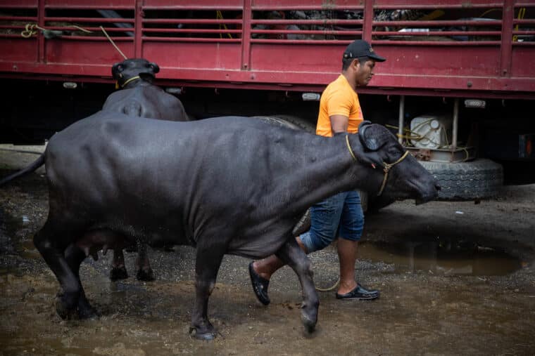 Exportar búfalo, el nuevo reto que asumen los productores de Venezuela