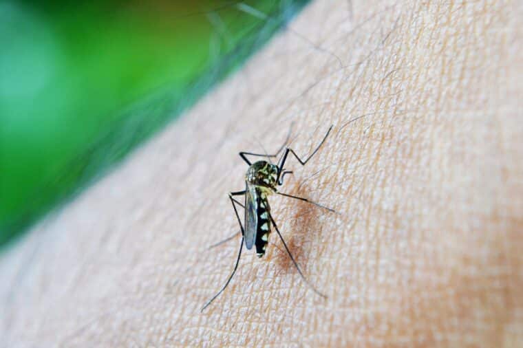Producirán 5 millardos de mosquitos modificados genéticamente para frenar el dengue en Brasil