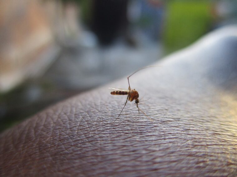 Dengue: ¿cómo prevenirlo e identificar sus síntomas?
