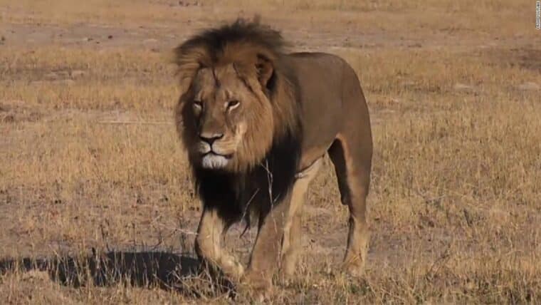 Asesinaron a Loonkito, uno de los leones más longevos del mundo en estado salvaje