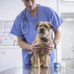 Qué enfermedades te pueden transmitir las mascotas y 5 consejos para evitarlas