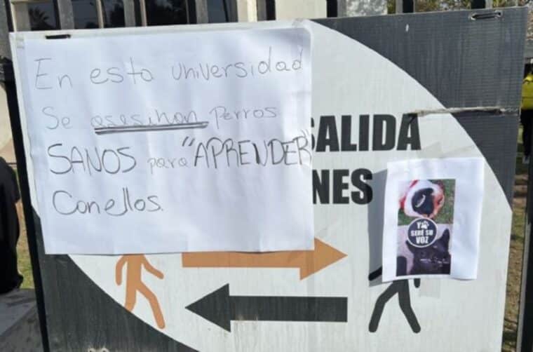 Investigan a docentes de una universidad en Chile por sacrificar a dos perros para una clase de anatomía
