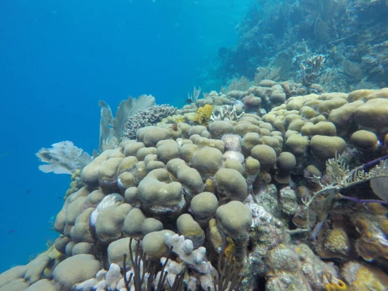 Día Mundial de los Arrecifes: ¿por qué son importantes para el planeta? 