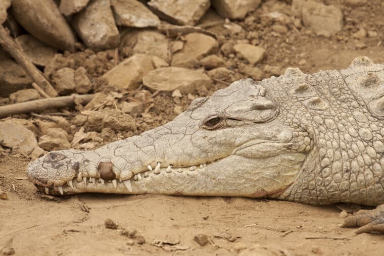 Descubrieron que un cocodrilo hembra en Costa Rica pudo embarazarse sin tener contacto con un macho