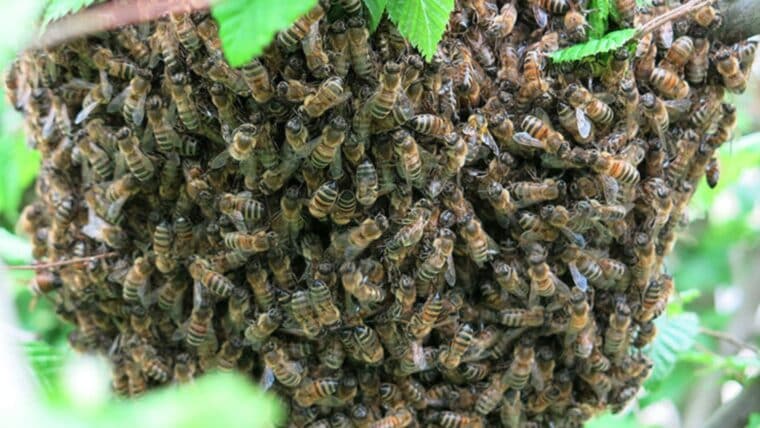 Un hombre murió por un ataque de abejas en Yaracuy