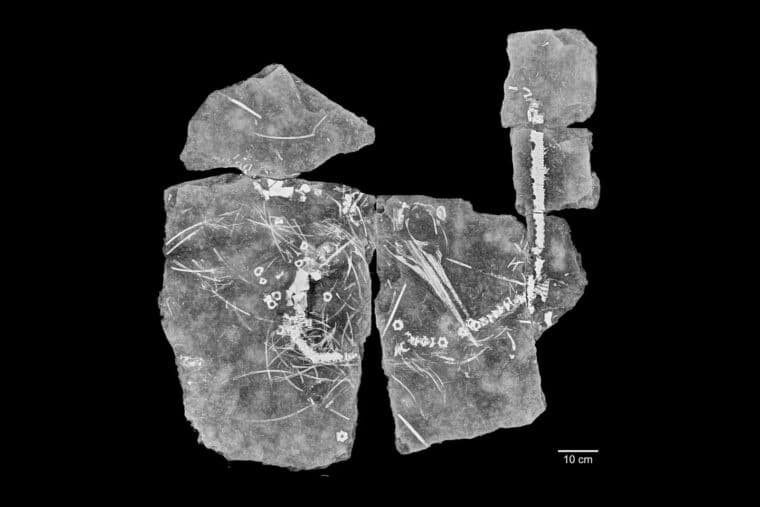 La visión de rayos X reveló nuevos detalles de un fósil aplanado por el paso del tiempo