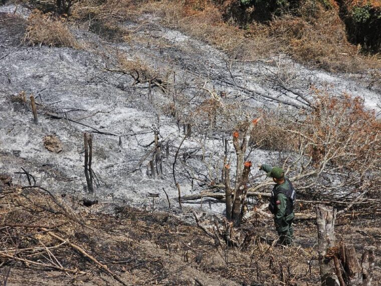 Detuvieron a 11 personas por tala y quema en área protegida en Lara